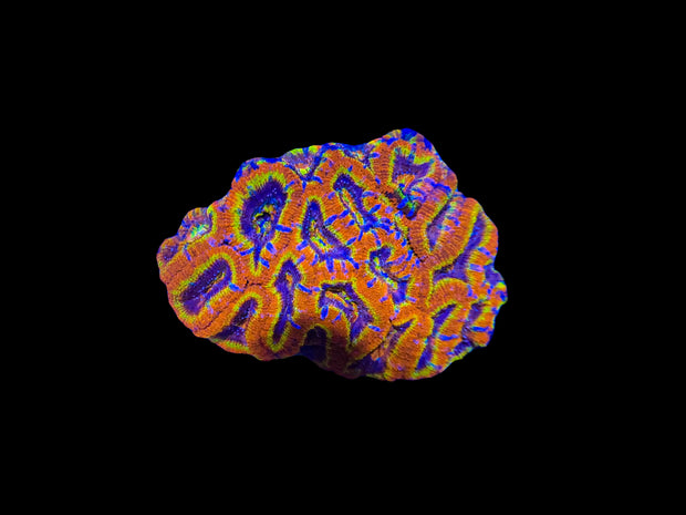 *ULTRA* Sunburst Rainbow Acan Colony 3.5” WYSIWYG